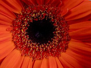 decorative flowers close-up macro. Holiday greeting card.