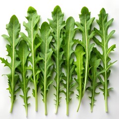 Obraz premium Top View Of A Arranged In A Line Arugula On A Solid Photo