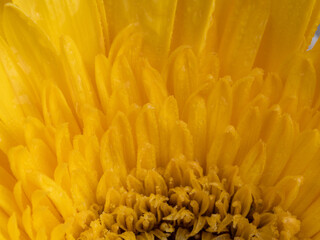 Fototapeta premium decorative flowers close-up macro. Holiday greeting card.