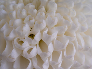 decorative flowers close-up macro. Holiday greeting card.