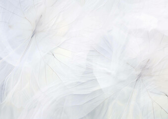 Obraz premium Abstract White Texture Soft, Flowing, and Elegant Background Image