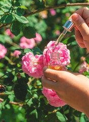Rose essential oil in a bottle. Selective focus.
