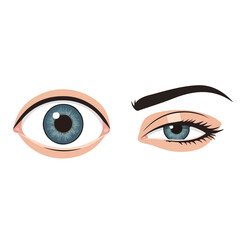 Open and closed eye vector design for animation