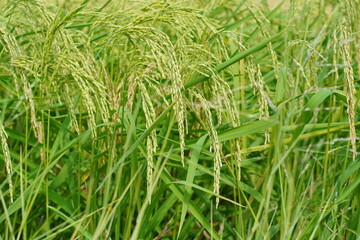 Green Rice Grains in a Paddy Field