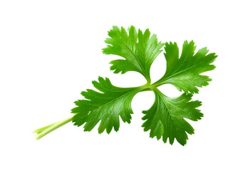 Fototapeta premium Fresh Parsley Leaf Isolated on Transparent Background.