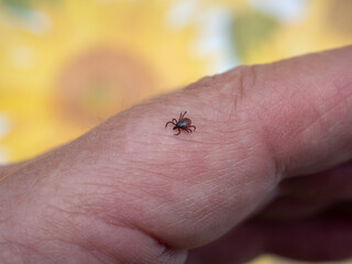 Tick on human skin, showing caution and concern, with bright sunflower background
