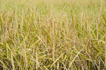 Golden Rice Grains Ready for Harvest in Paddy Field