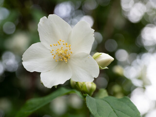 Jasmine flower in bloom, showcasing beauty and elegance, with a blurred green background