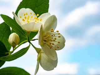 Jasmine flower cluster, exuding charm and tranquility, against a blue sky background