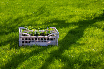 Multiple plants growing in plastic crate on garden lawn