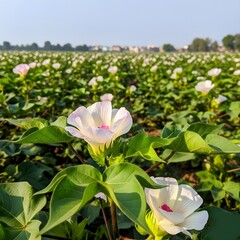 pink lotus flower