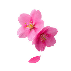 Two vibrant pink cherry blossoms with delicate petals and yellow stamens are beautifully displayed against plain background, evoking sense of tranquility and natural beauty