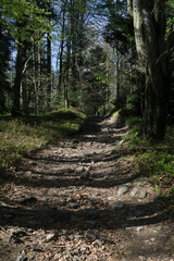Spring on the trail in the Beskids