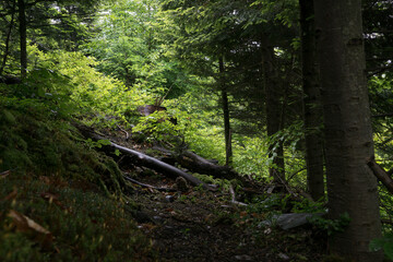 Spring on the trail in the Beskids