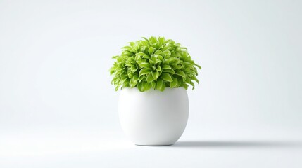 Green plant in white oval pot on white background