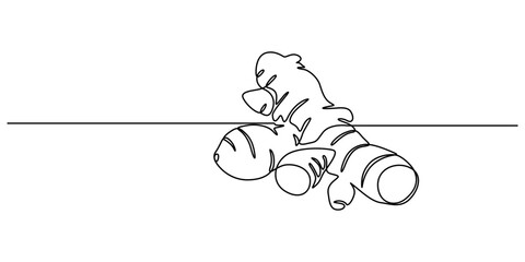 Ginger vector illustration. One line drawing art illustration organic ginger, Single one line drawing of healthy organic ginger for harvesting logo identity. Fresh flowering plant rhizome concept pro.