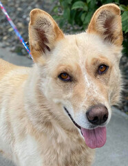 Smiling Terrier Mix with Cream Coat