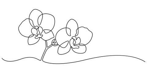 Hand drawn orchid flowers. One line drawing. Minimalist art, Phalaenopsis flower one line art. Continuous line drawing of plants, herb, flower, blossom, nature, flora, tropical flowers, orchid.