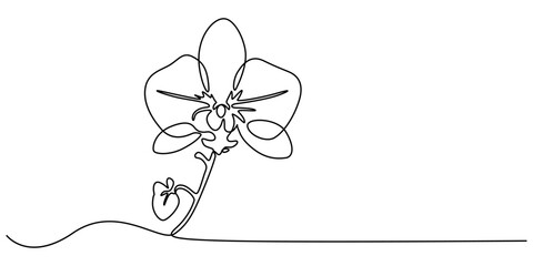 Hand drawn orchid flowers. One line drawing. Minimalist art, Phalaenopsis flower one line art. Continuous line drawing of plants, herb, flower, blossom, nature, flora, tropical flowers, orchid.
