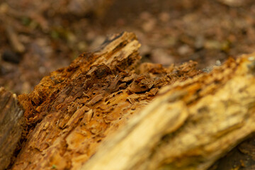 This closeup image shows a wooden log infested with ants, highlighting the fascinating interactions between insects and the decomposition process vital for ecological balance