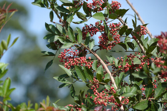 Details of the plant known as Aroeira or mastic tree (Schinus terebinthifolia) and its pink pepper	