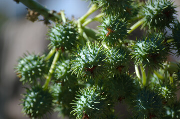 Plant known as castor oil plant (Ricinus communis) showing its flowers, leaves and clusters of green, spiny fruits
