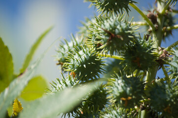 Fototapeta premium Plant known as castor oil plant (Ricinus communis) showing its flowers, leaves and clusters of green, spiny fruits