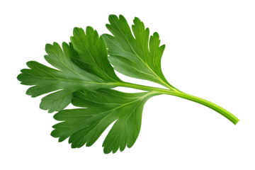Harvesting fresh parsley culinary herb garden botanical photography natural setting close-up food preparation