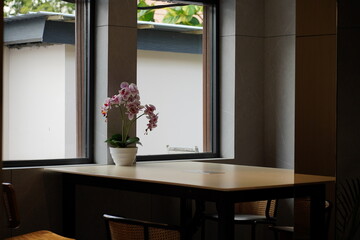 Orchid Flower Pot on a Table by a Large Window