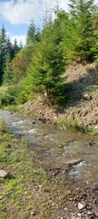 stream in the forest
