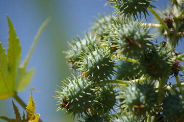 Plant known as castor oil plant (Ricinus communis) showing its flowers, leaves and clusters of green, spiny fruits