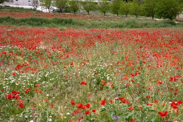 Colorful wildflower field with poppies and chamomile in springtime, near a natural pool in Valderrobres, Matarra&ntilde;a