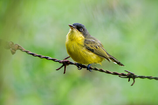Common Tody Flycatcher small bird perched on rusty barbed wire fence with green foliage background