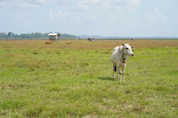Serene Rural Landscape White Cow Grazing in a Lush Green Pasture