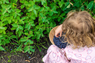 Child picking berries in the garden. Selective focus.