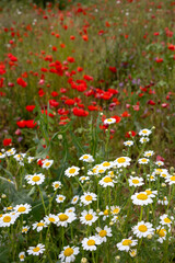 Colorful wildflower field with poppies and chamomile in springtime, near a natural pool in Valderrobres, Matarraña