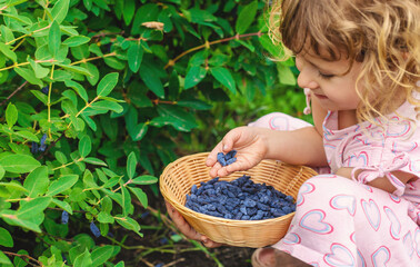 Child picking berries in the garden. Selective focus.