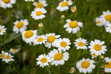 Fototapeta premium Spanish rural field in summer, full of wild chamomile flowers, surrounding a peaceful natural swimming area in Valderrobres.