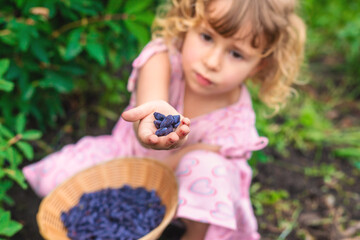 Child picking berries in the garden. Selective focus.