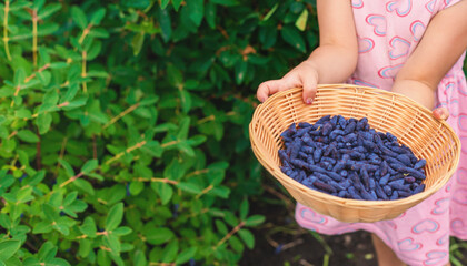 Child picking berries in the garden. Selective focus.