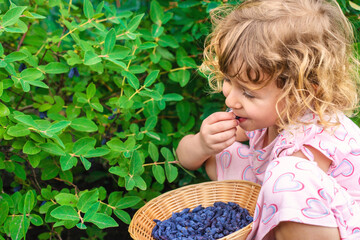 Child picking berries in the garden. Selective focus.
