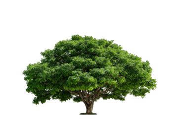 Large Bothi tree or Pipal tree on transparent background, Png file 