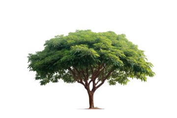 Large Bothi tree or Pipal tree on transparent background, Png file 