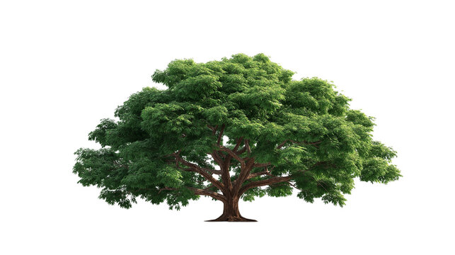 Large Bothi tree or Pipal tree on transparent background, Png file 