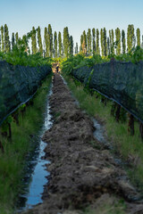 Sustainability in vineyard irrigation in Agrelo, Mendoza, Argentina