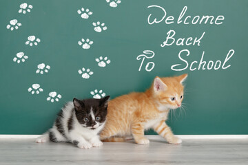 A humorous friendly invitation with kittens to return to school again. Welcome back to school.