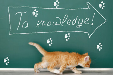 Step by step to knowledge. Fun educational concept with kittens for little kids.