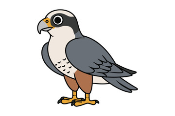 Obraz premium Falcon bird vector illustration