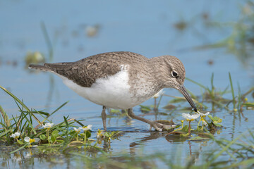 common sandpiper - Actitis hypoleucos wading in blue water. Photo from Calera y Chozas in Spain,...