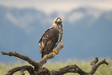 Spanish imperial eagle, Iberian imperial eagle, Spanish eagle or Adalbert's eagle - Aquila adalberti perched. Photo from Calera y Chozas in Spain, Toledo Province. Vulnerable specie.